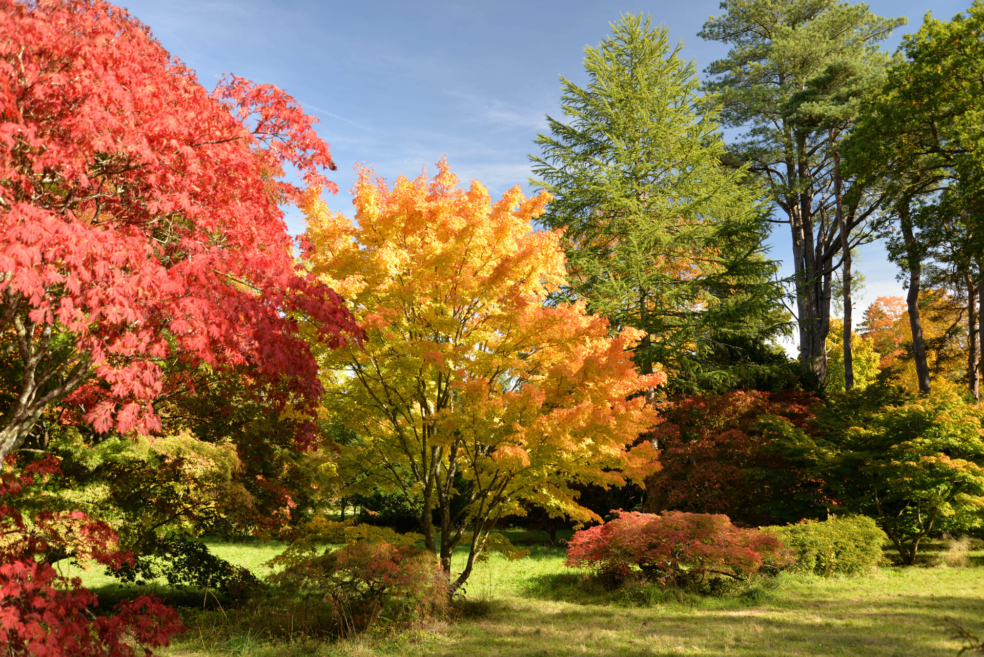 Westonbirt Arboretum